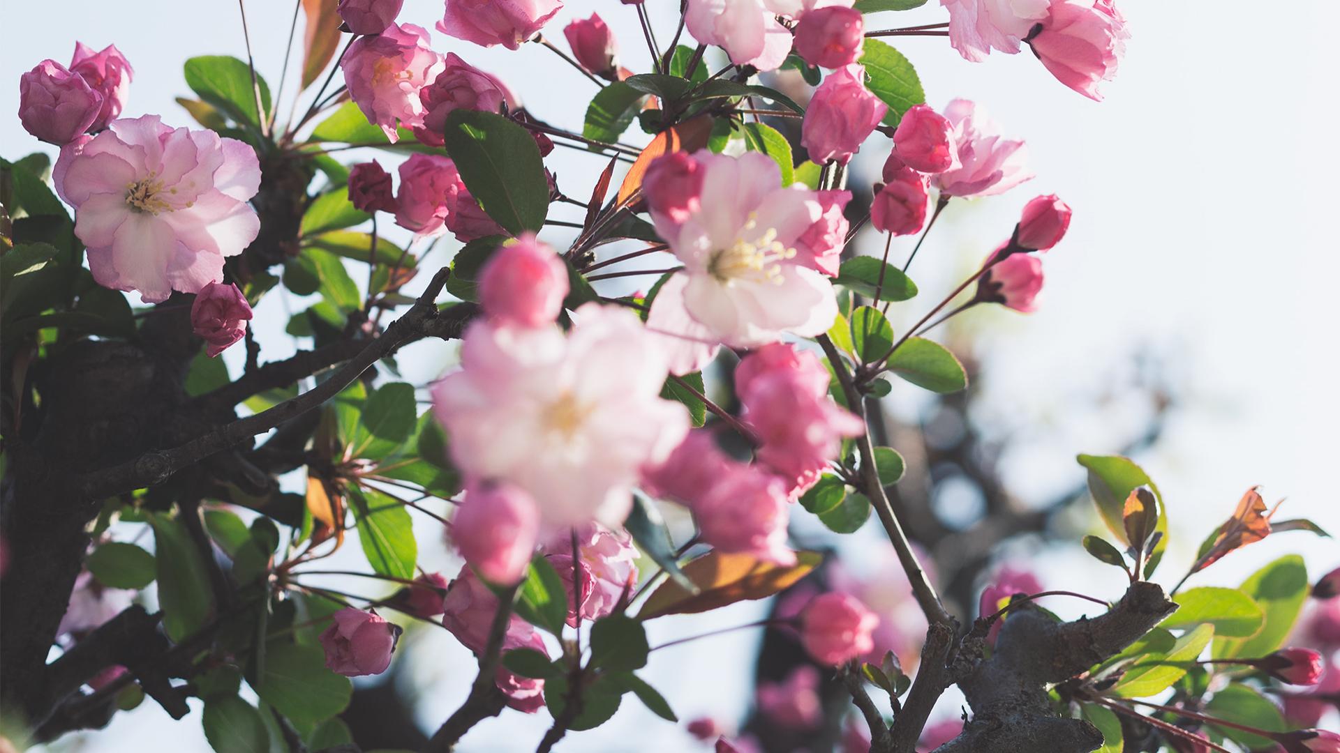 Legend of the almond tree blossom: Spring in the Algarve